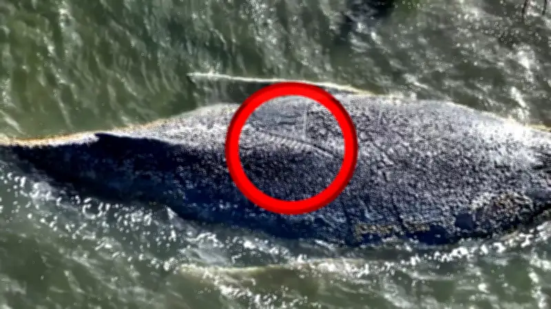 Drohnenbilder zeigen schwere Verletzungen: Experten bangen um Wal Timmy in Ostsee-Bucht