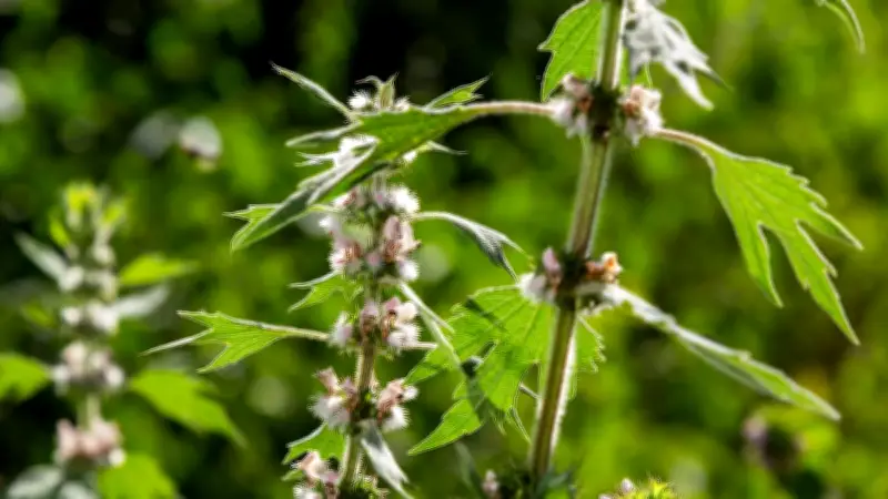 Echtes Herzgespann: Warum es in keinen Bauerngarten fehlen darf