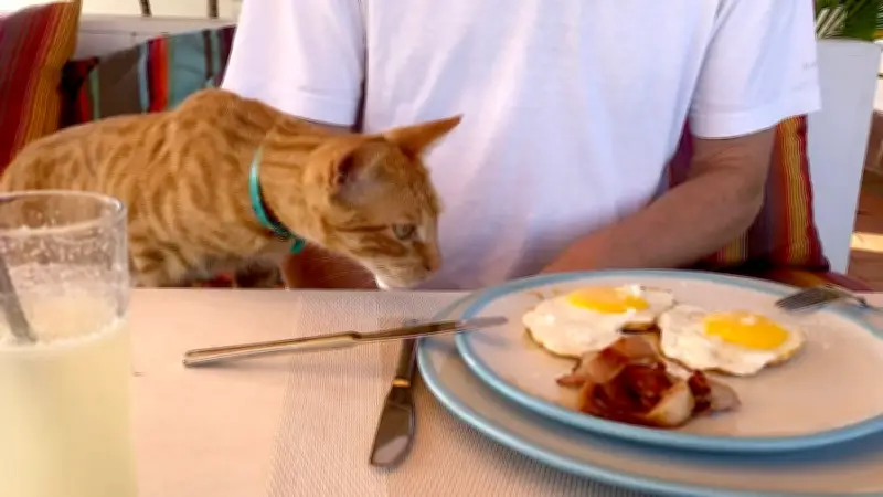 Eier für Katzen: Gesundes Leckerli oder gefährlicher Snack?