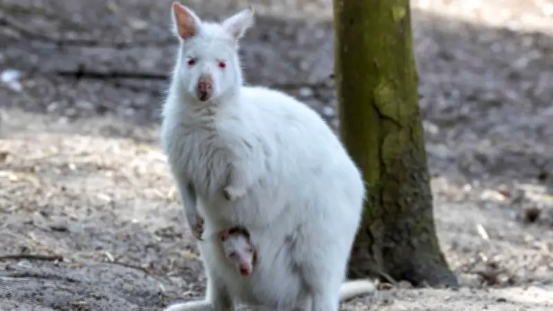 Einzigartig in Deutschland: Zoo für behinderte Tiere in Bayern