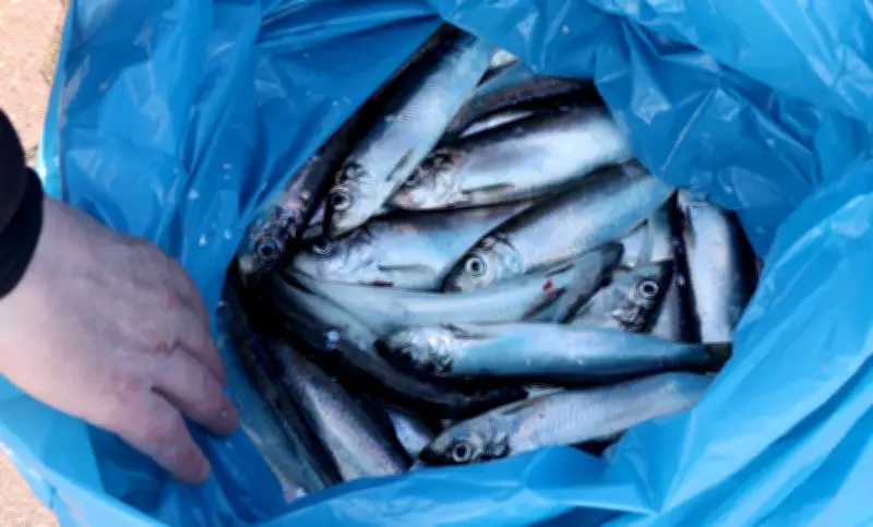 Eis, Robben und hohe Spritkosten: Heringsfischer in MV kämpfen mit schwieriger Saison