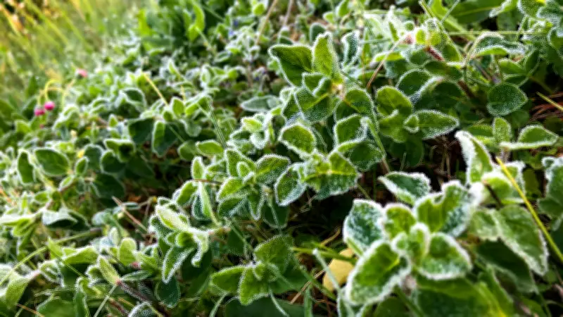 Eisheilige 2026 in Sachsen-Anhalt: Bauernregel erklärt Frostgefahr und Hitzewelle