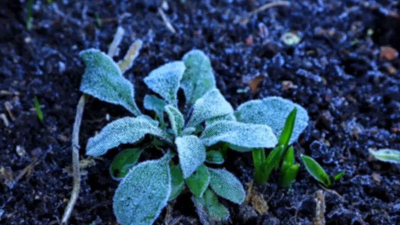 Eisheilige im Garten: So schützen Sie Pflanzen vor gefährlichem Spätfrost