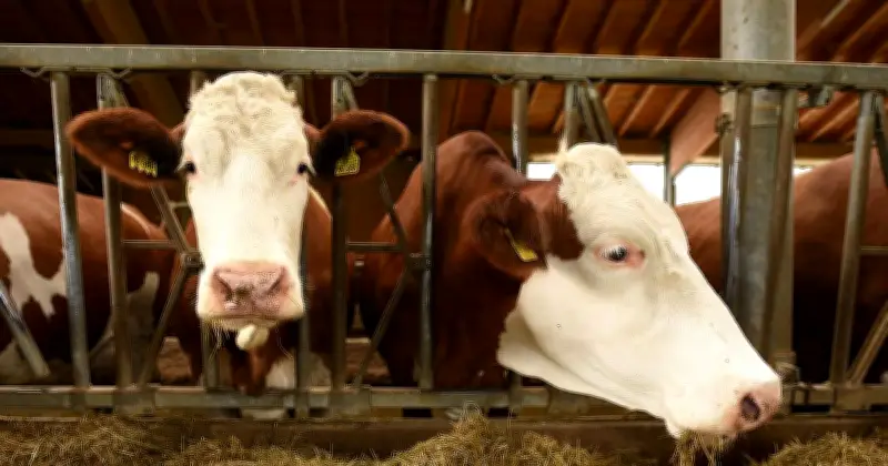 Entlaufene Kuh rammt Roller in Schöllnach: Senior unverletzt, Schaden bei 500 Euro