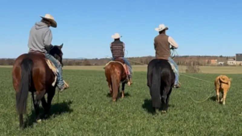 Entlaufenes Rind nach vier Monaten in acht Minuten von Westernreitern eingefangen