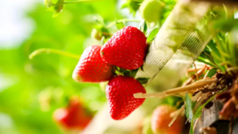 Erdbeeren machen glücklich: Leckere Rezepte und gute Nachrichten