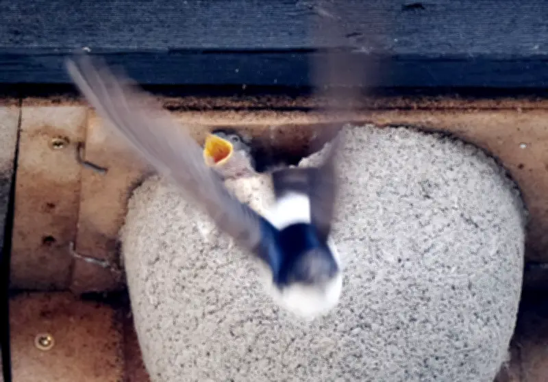 Erste Schwalben kehren nach Sachsen zurück - NABU feiert 10 Jahre Schutzaktion