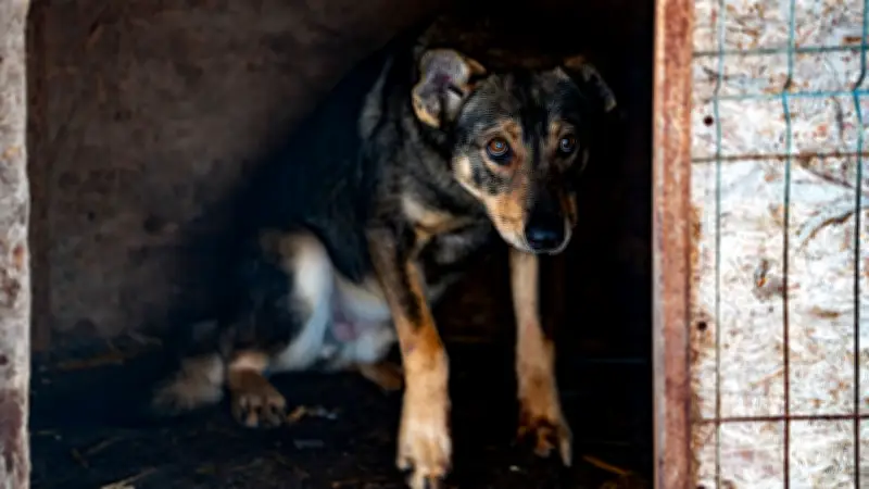 EU-Gelder für Hundetötungen? Schwere Vorwürfe gegen rumänische Tierheime