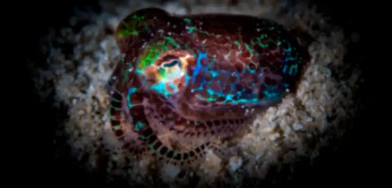 Evolution: Kooperation statt Konkurrenz als Schlüssel zum Erfolg