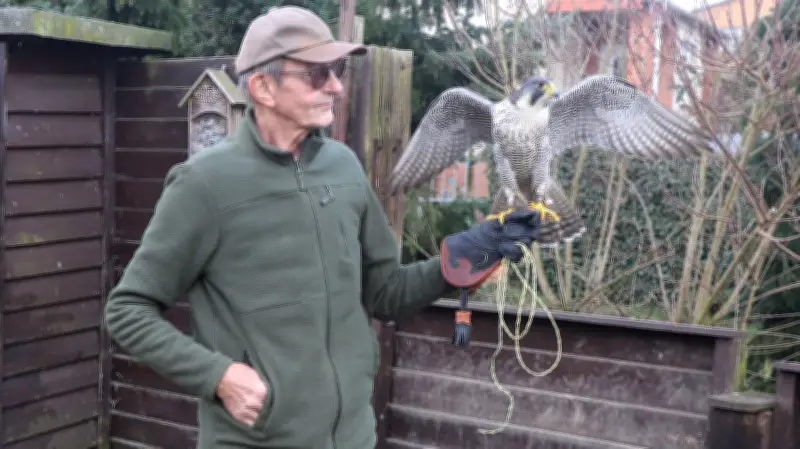 Falknerei in Mecklenburg-Vorpommern: Vom Aussterben bedroht zu neuem Leben erweckt