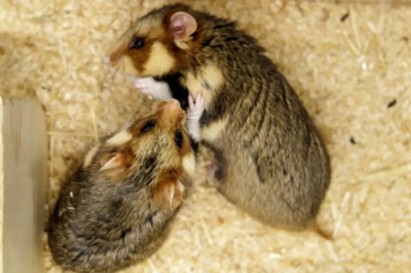 Feldhamster-Überlebensstudie: Welche Persönlichkeitstypen haben die besten Chancen?