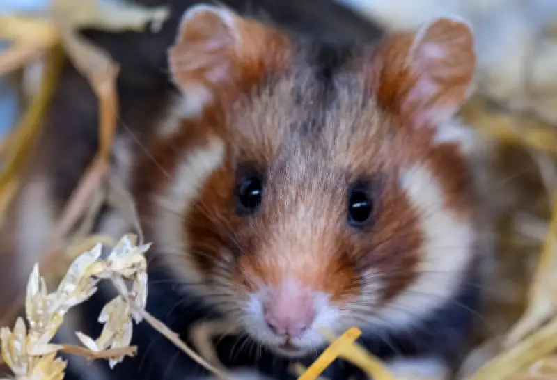 Feldhamster kehren zurück: Artenschutzprojekt in Nordsachsen setzt auf Auswilderung