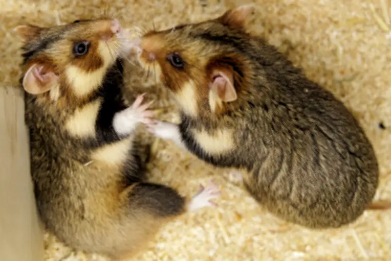 Feldhamster-Nachzucht: Künstlicher Frühling soll bedrohte Art retten