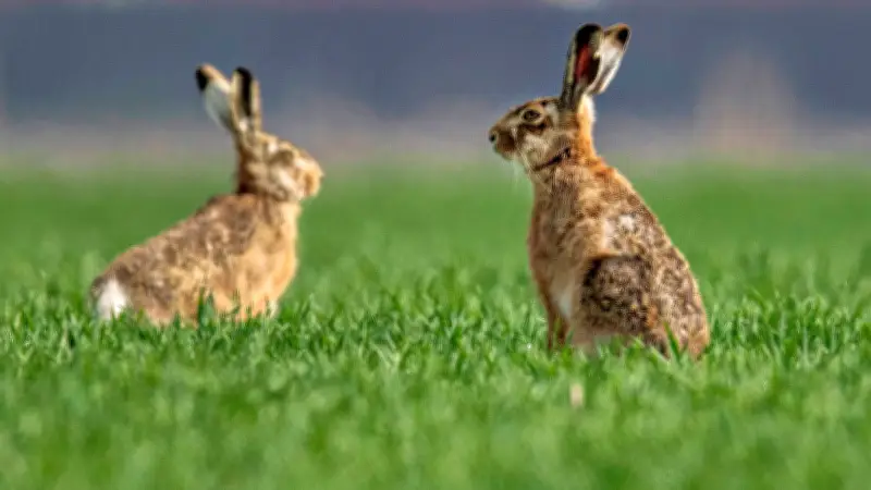 Feldhasen im Landkreis Wittenberg: Experten bewerten aktuelle Bestandsentwicklung