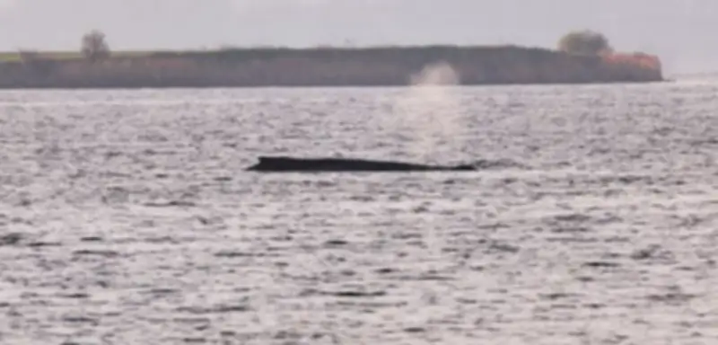 Feuerwehr befeuchtet sterbenden Buckelwal in Ostsee zur Linderung seiner Qualen