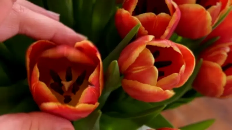 Floristen verraten: Zwei einfache Zusätze verlängern die Blütenpracht