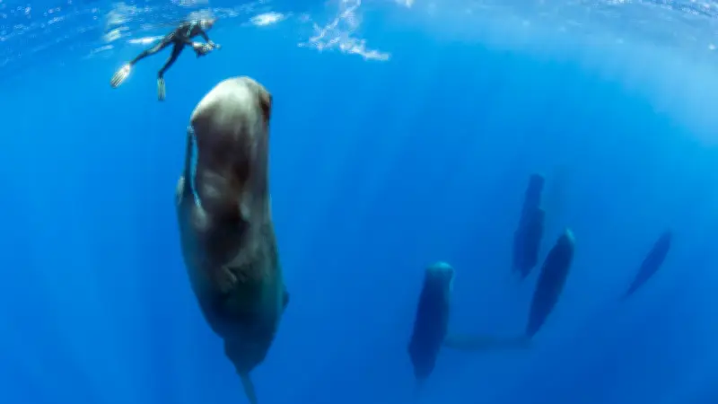 Forscher entschlüsseln Wal-Kommunikation: Verständnis von Walen ist "absolut machbar"