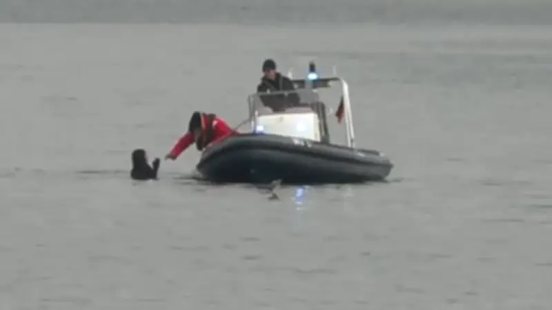 Frau schwimmt zu gestrandetem Wal auf Poel: Polizei-Einsatz per Boot