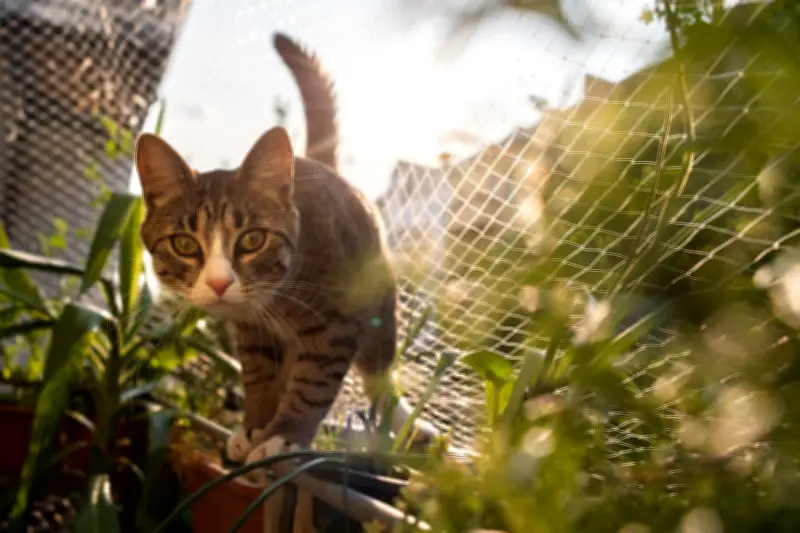 Freigang oder Wohnungshaltung? Drei entscheidende Faktoren für Katzenbesitzer