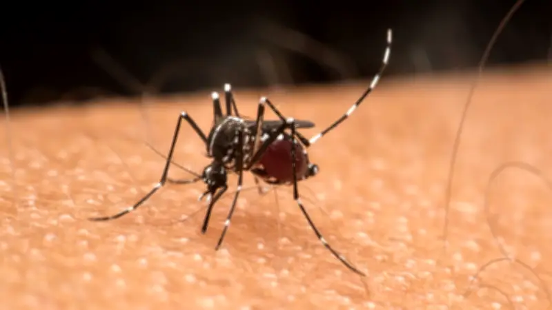 Frühe Mückenplage: Warum die Stechmücken jetzt schon da sind und was wirklich hilft