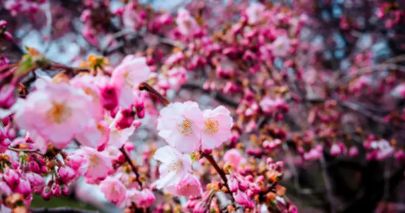 Frühlingserwachen im Botanischen Garten München: Blütenpracht und seelische Gesundheit