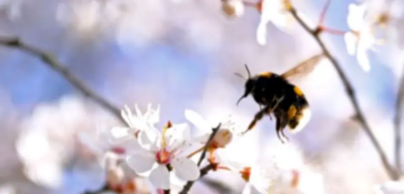 Frühlingserwachen im Garten: Ein stiller Rückzugsort in turbulenten Zeiten