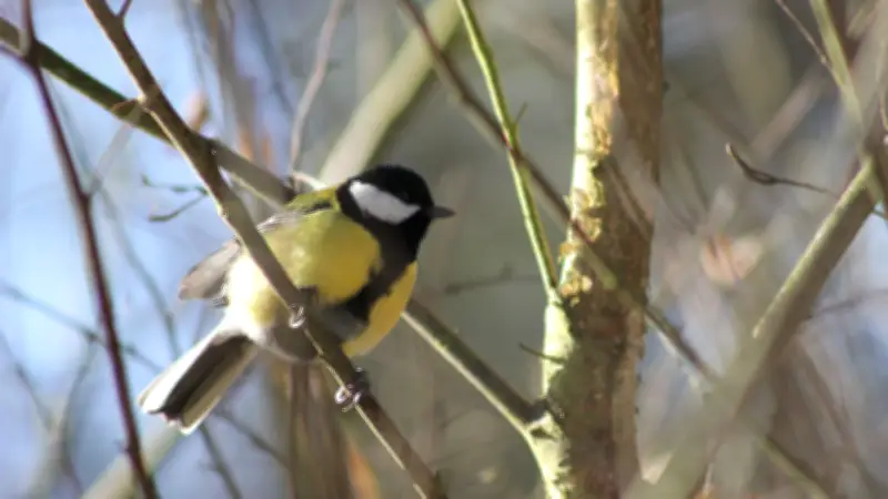 Frühlingserwachen im Müritz-Nationalpark: Vogelstimmenführung entführt in die Welt der gefiederten Sänger