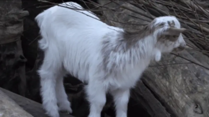 Frühlingserwachen im Zoo Rostock: Tierbabys und Aktivität kehren zurück
