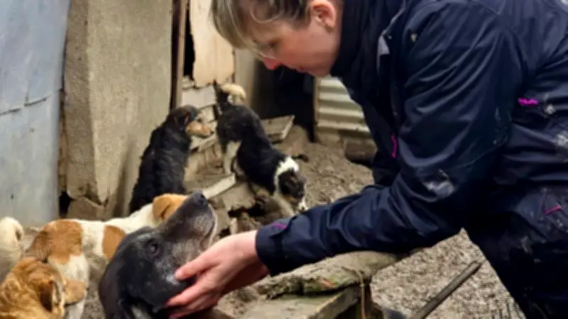 Frühlingsfest in Penzlin: Flohmarkt und Beratung für Rumäniens Straßenhunde