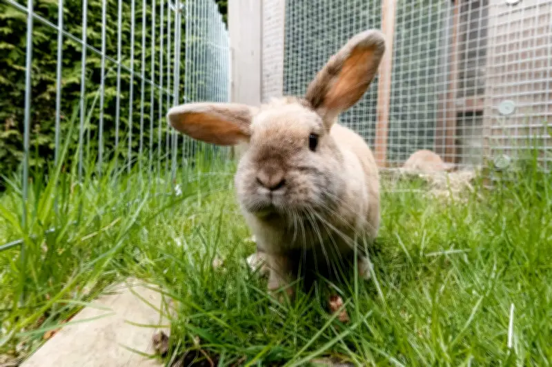 Frühlingsstart für Kaninchen und Meerschweinchen: So gelingt die artgerechte Außenhaltung
