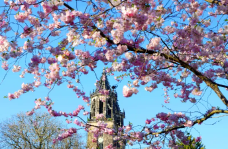 Frühlingswetter in Sachsen-Anhalt: Bis zu 20 Grad und viel Sonne erwartet