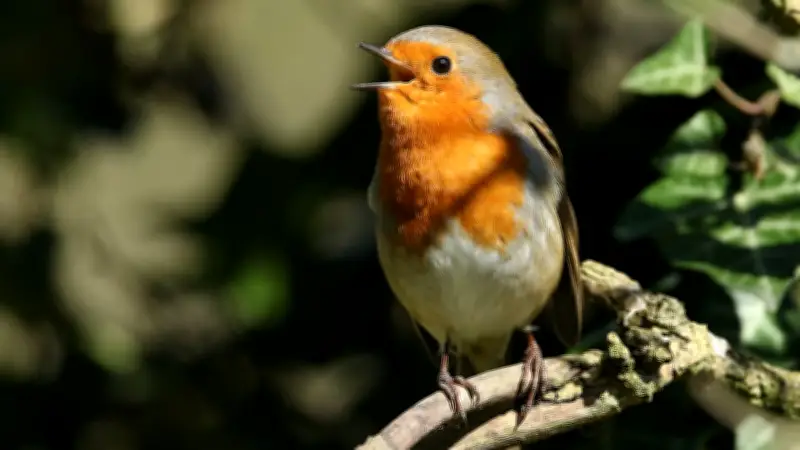 Frühmorgendliches Vogelkonzert: Diese Arten wecken uns bereits vor Sonnenaufgang