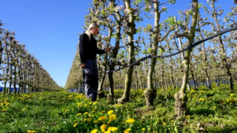 Frost bedroht Apfelblüte: Obstbauern kämpfen um Ernte