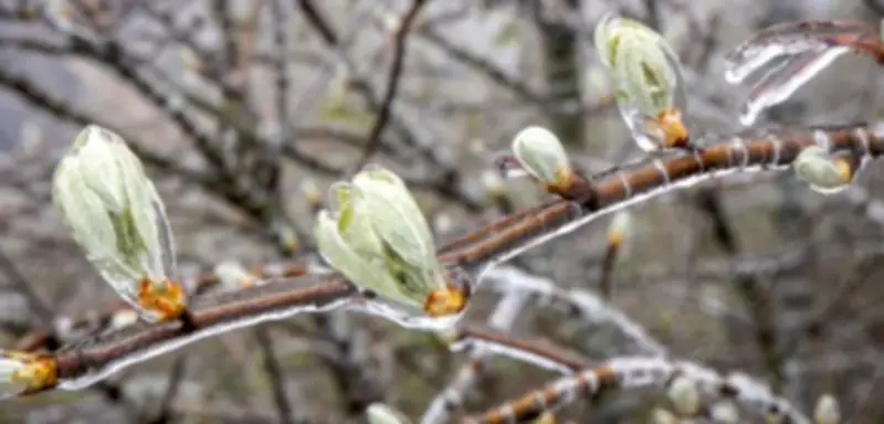 Frostwarnung für 250 Landkreise: Eiseskälte kehrt im Frühling zurück