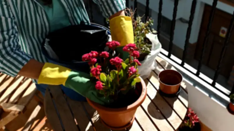 Frostwarnung für Balkonpflanzen: Experte rät zu Geduld beim Bepflanzen
