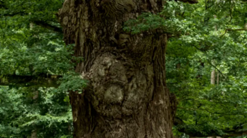 Förster aus den Niederlanden fasziniert von Mecklenburgs uralten Eichen - Vortrag in Waren