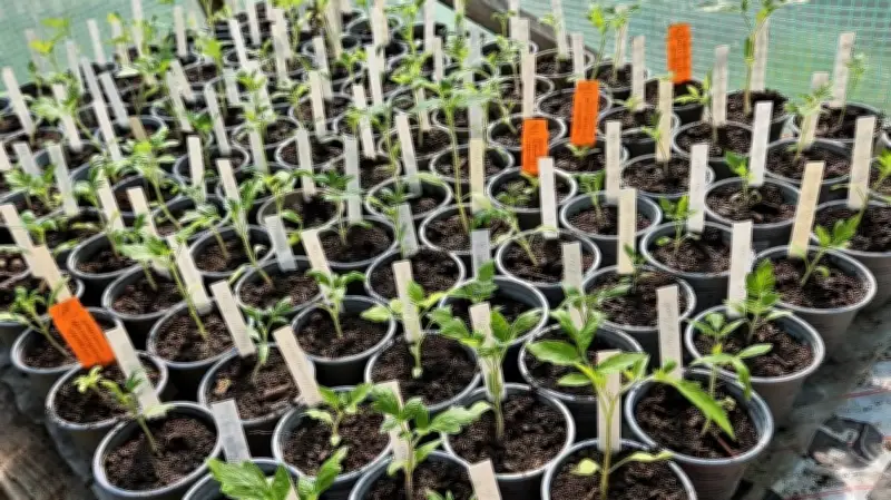 Gartenfreuden im Burgenlandkreis: 50 Tomatensorten in Lobas