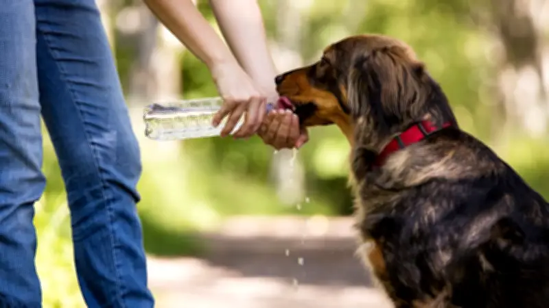 Gefährliche Durststrecke: Warum viele Hunde zu wenig trinken