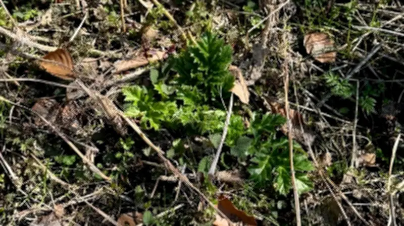 Gefährlicher Riesenbärenklau bei Wimmelburg entdeckt – Behörden warnen vor giftiger Pflanze