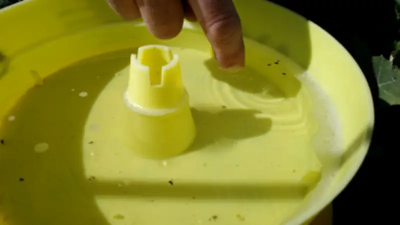 Gelbschalen auf Feldern: Wie Landwirte mit gelben Fallen Schädlinge kontrollieren