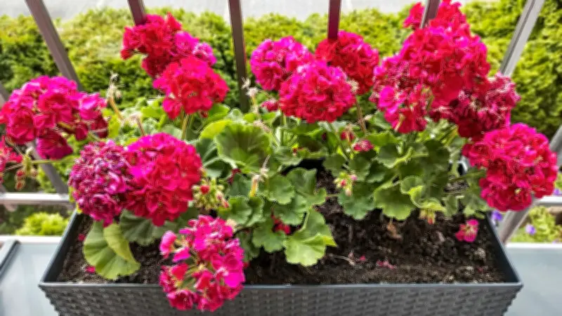 Geranien auf Balkon und Terrasse: Warum sie für Bienen und Hummeln nutzlos sind