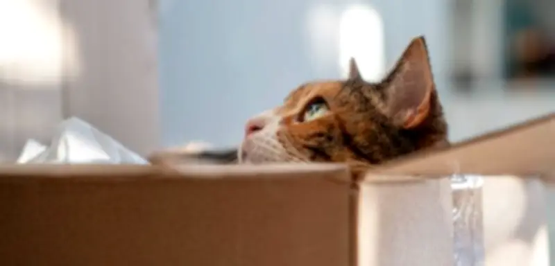 Gericht verurteilt Mann zu Bewährungsstrafe für Paketversand einer Katze