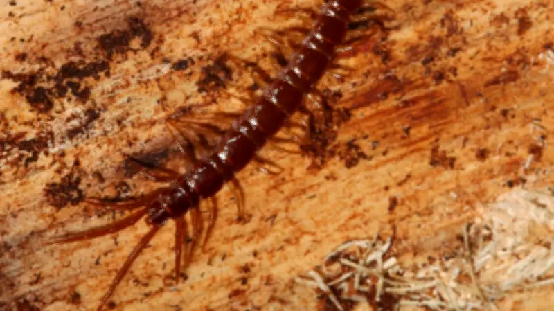 Gerne unter Steinen versteckt: Dieser Mitbewohner fühlt sich in Halle wohl