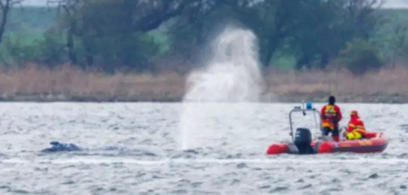 Gestrandeter Buckelwal bei Poel: Chancen auf Rückkehr ins offene Meer