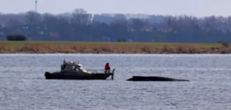 Gestrandeter Buckelwal in der Ostsee überlebt – Experten prüfen nach Ostern Gesundheitszustand