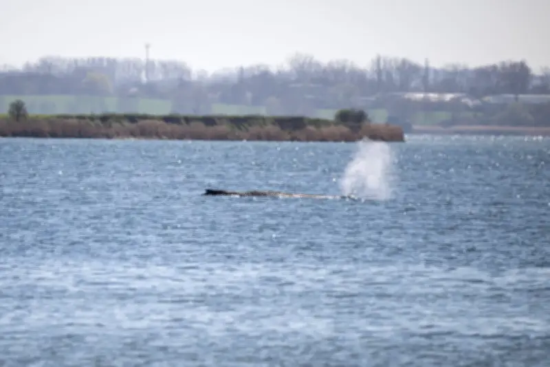 Gestrandeter Buckelwal in Ostsee: Experten bestätigen Sterbeprozess - Rettung unmöglich