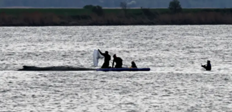 Gestrandeter Buckelwal in Ostsee: Rettungsaktion vor Poel zieht sich weiter hin