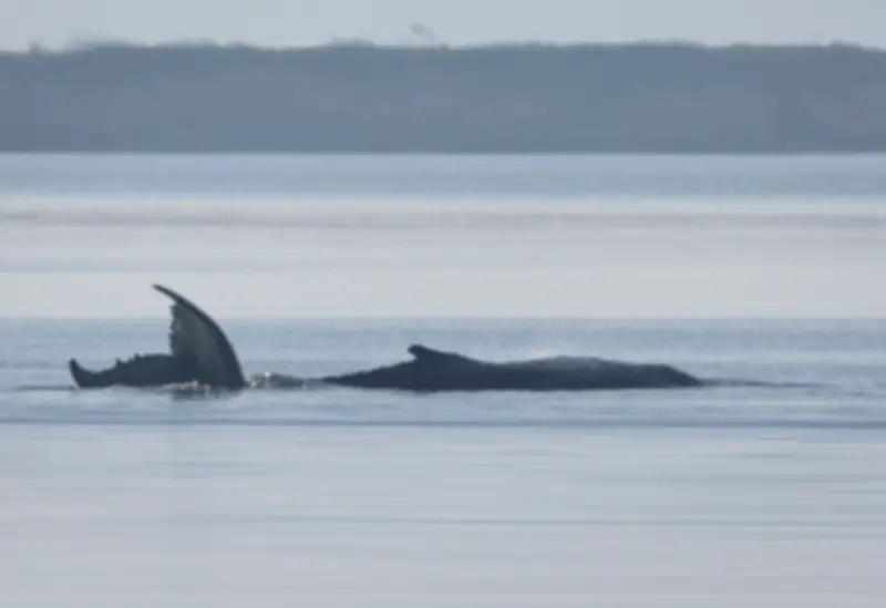 Gestrandeter Buckelwal in Ostsee: Rettungsinitiative setzt Vorbereitungen fort