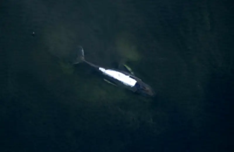 Gestrandeter Buckelwal in Ostsee: Rettungsplan mit Netzplane und Pontons in Aktion