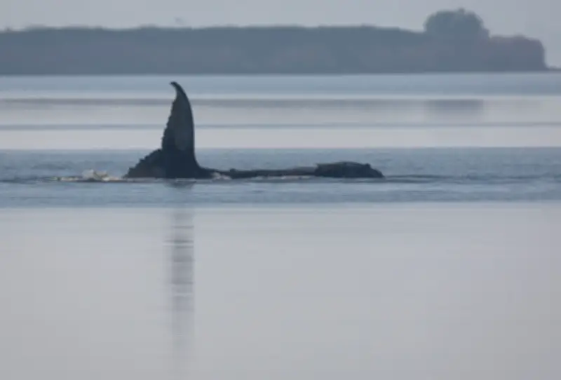 Gestrandeter Buckelwal in Ostsee schwimmt wieder frei